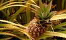 Dole Plantation