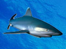 North Shore Shark Tours